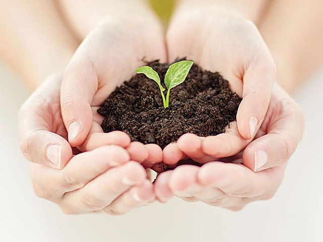 Nurturing hands cradle a vibrant green seedling in rich soil, symbolizing growth and sustainability.
