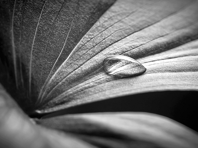 Captivating black-and-white close-up of a water droplet resting on a textured leaf, showcasing nature's delicate beauty.