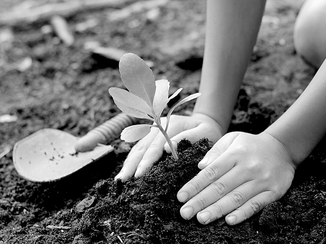 Hands gently planting a small sapling in rich soil, symbolizing growth and nurture.
