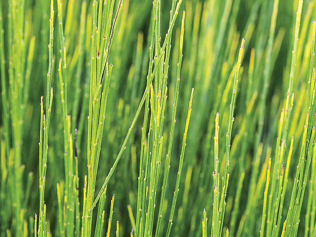 Close-up of vibrant green horsetail plants with slender, intricate stems, depicting natural elegance and tranquility.