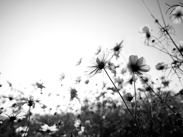 Captivating black and white floral scene with silhouetted wildflowers against a bright sky.