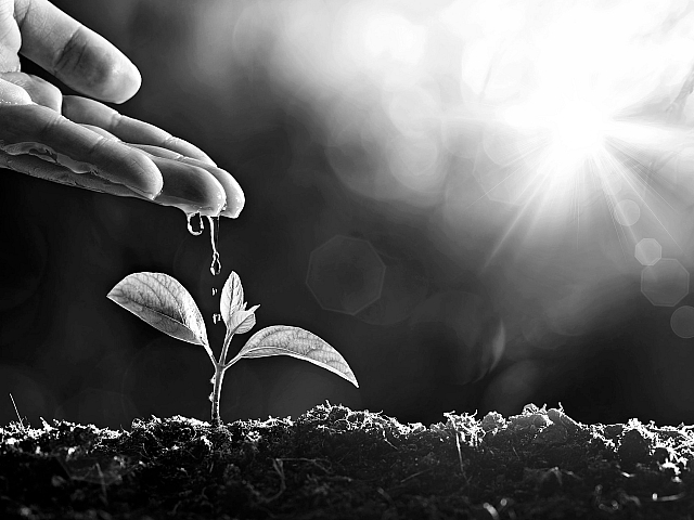 Dramatic black and white photograph of a delicate plant seedling nourished by water droplets under a radiant sunbeam.