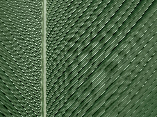 Close-up of vibrant green leaf with symmetrical veins creating a natural, textured pattern.