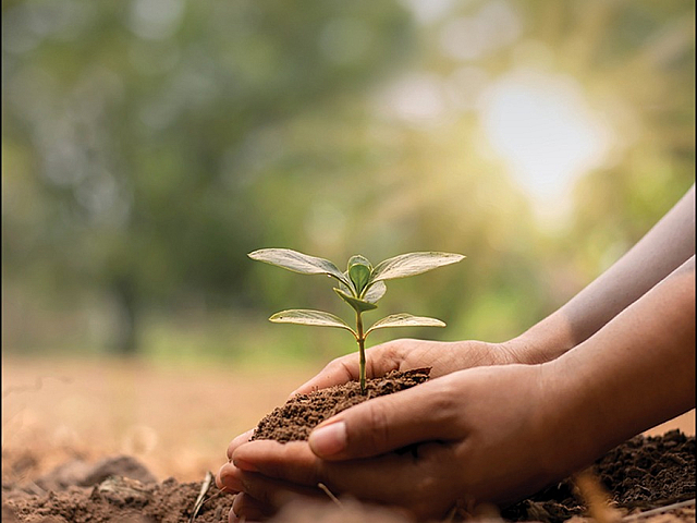 Hands gently cradling a young plant sprout in fertile soil, symbolizing growth and sustainability in a serene natural setting.