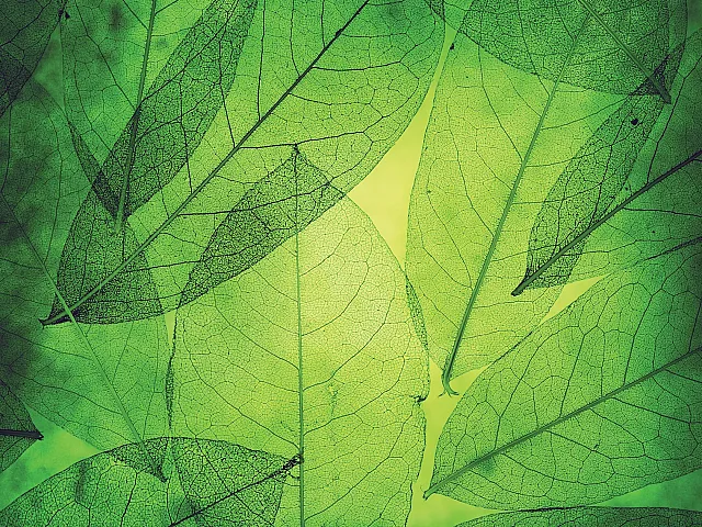 Artistic close-up of vibrant green leaves creating a lush, natural pattern, perfect for eco-friendly themes.