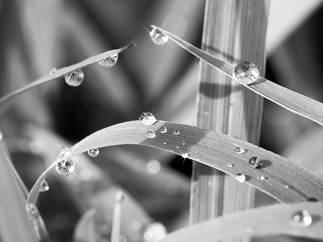 Black and white close-up of dewdrops glistening on vibrant grass blades, showcasing nature's elegance.
