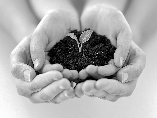 Nurturing hands cradle rich soil with a budding plant, symbolizing growth and sustainability.