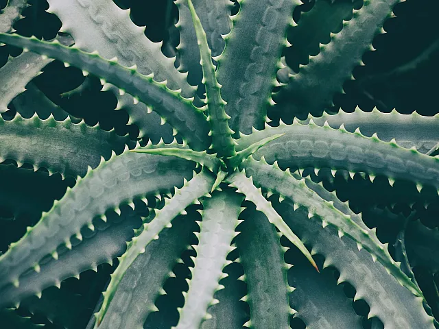 Close-up of vibrant green aloe plant with spiky leaves creating an eye-catching natural pattern.