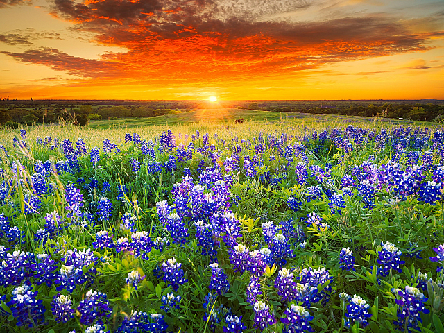 Stunning field of vibrant bluebonnets at sunset, with a dramatic sky casting a warm glow over the Texas landscape.