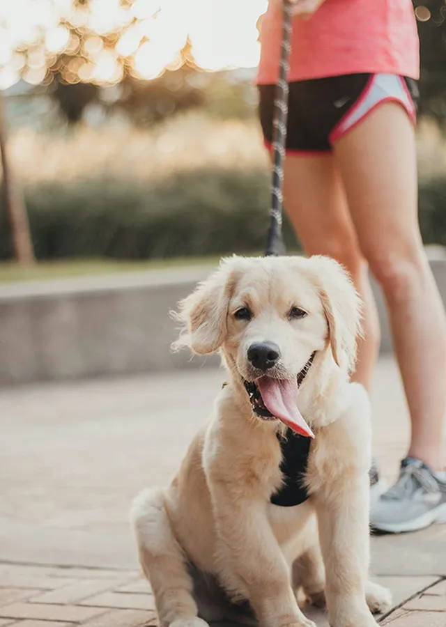 Mansions Denton Apartments, a pet-friendly community
