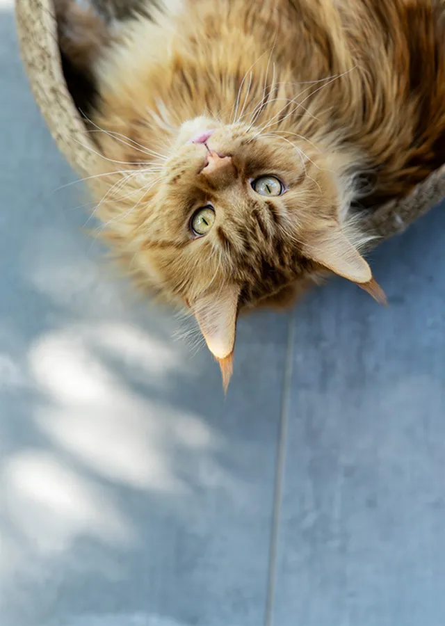 Charming ginger cat lounging on a stylish tiled floor, creating a warm, inviting atmosphere.