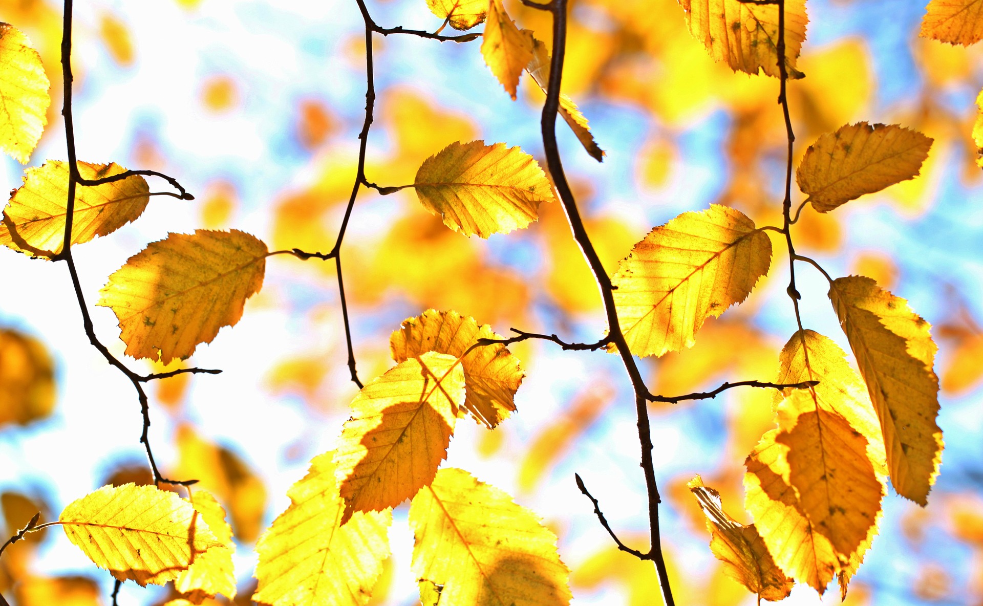 autumn-1042346_1920