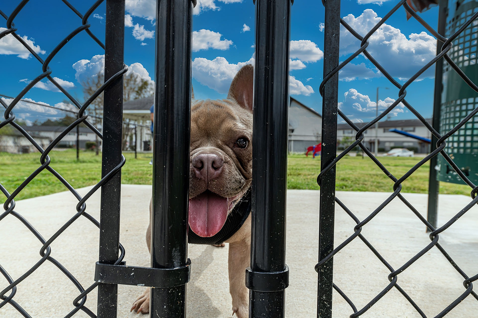Adorable dog with tongue out, peeking through a black metal fence with a vibrant blue sky and greenery in the background.