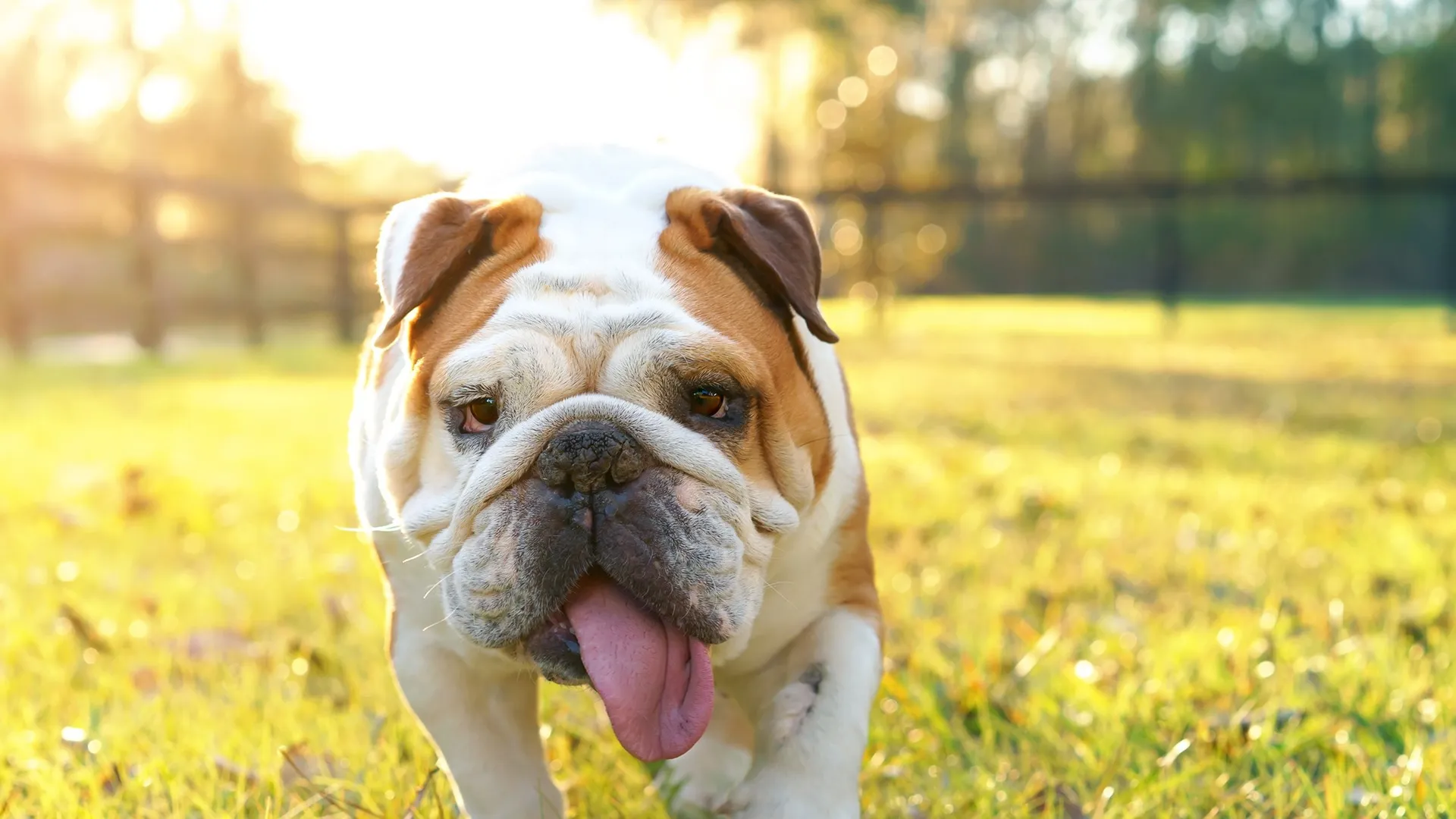 Keystone Dog Park