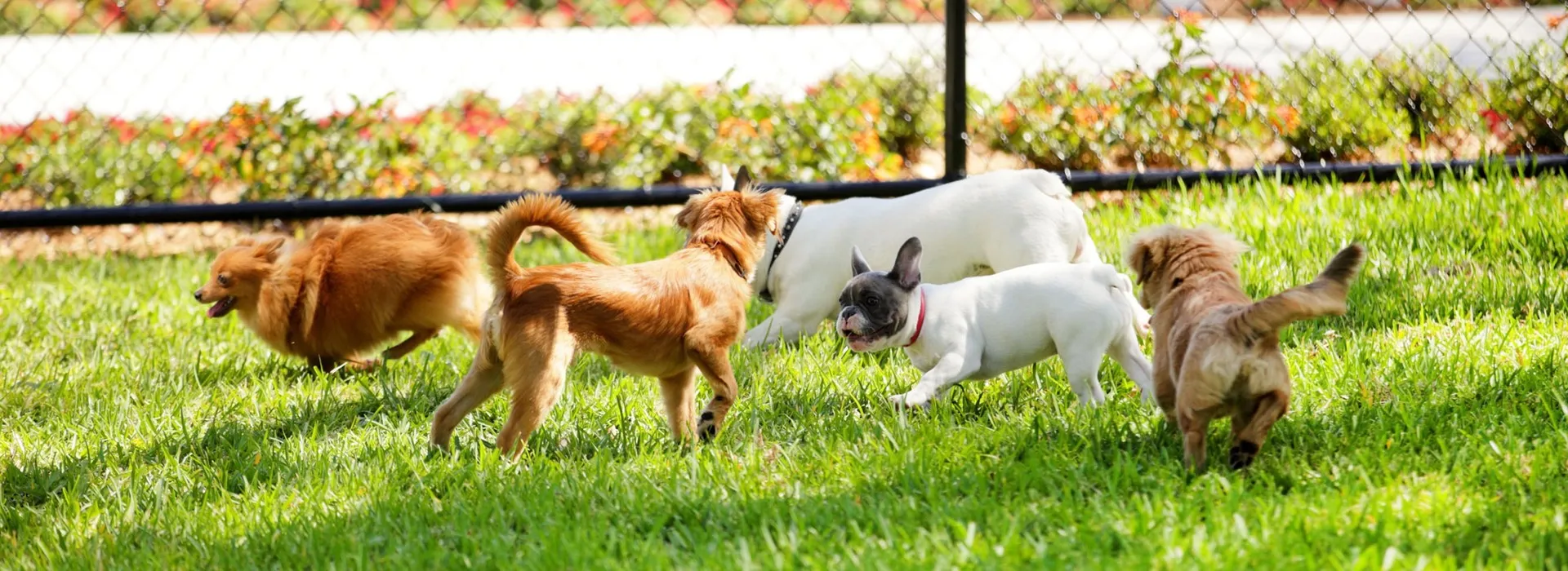 Pet Friendly Apartments