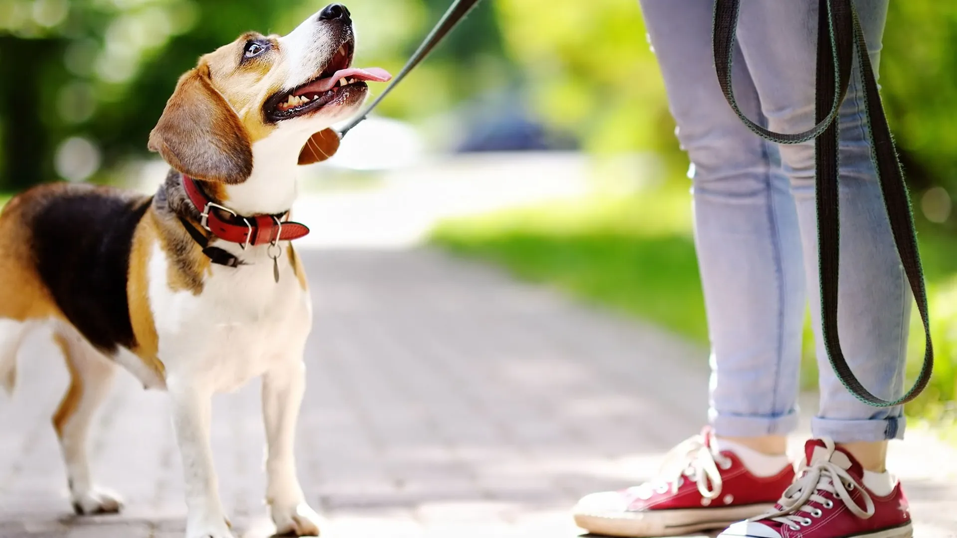 Dog friendly apartments in RIpley