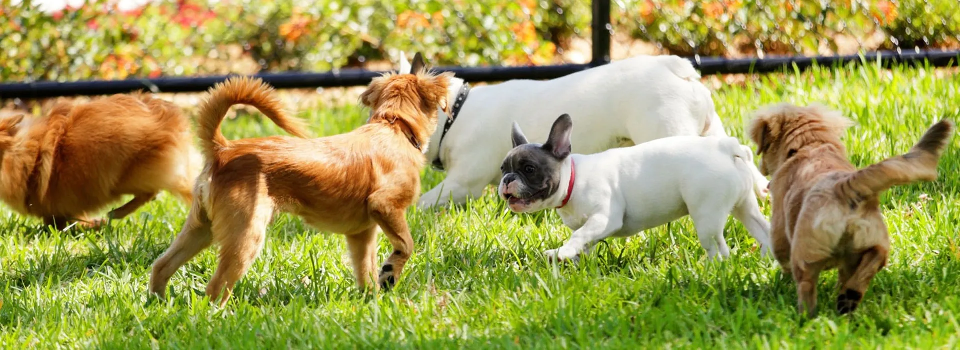 Puppy Butts