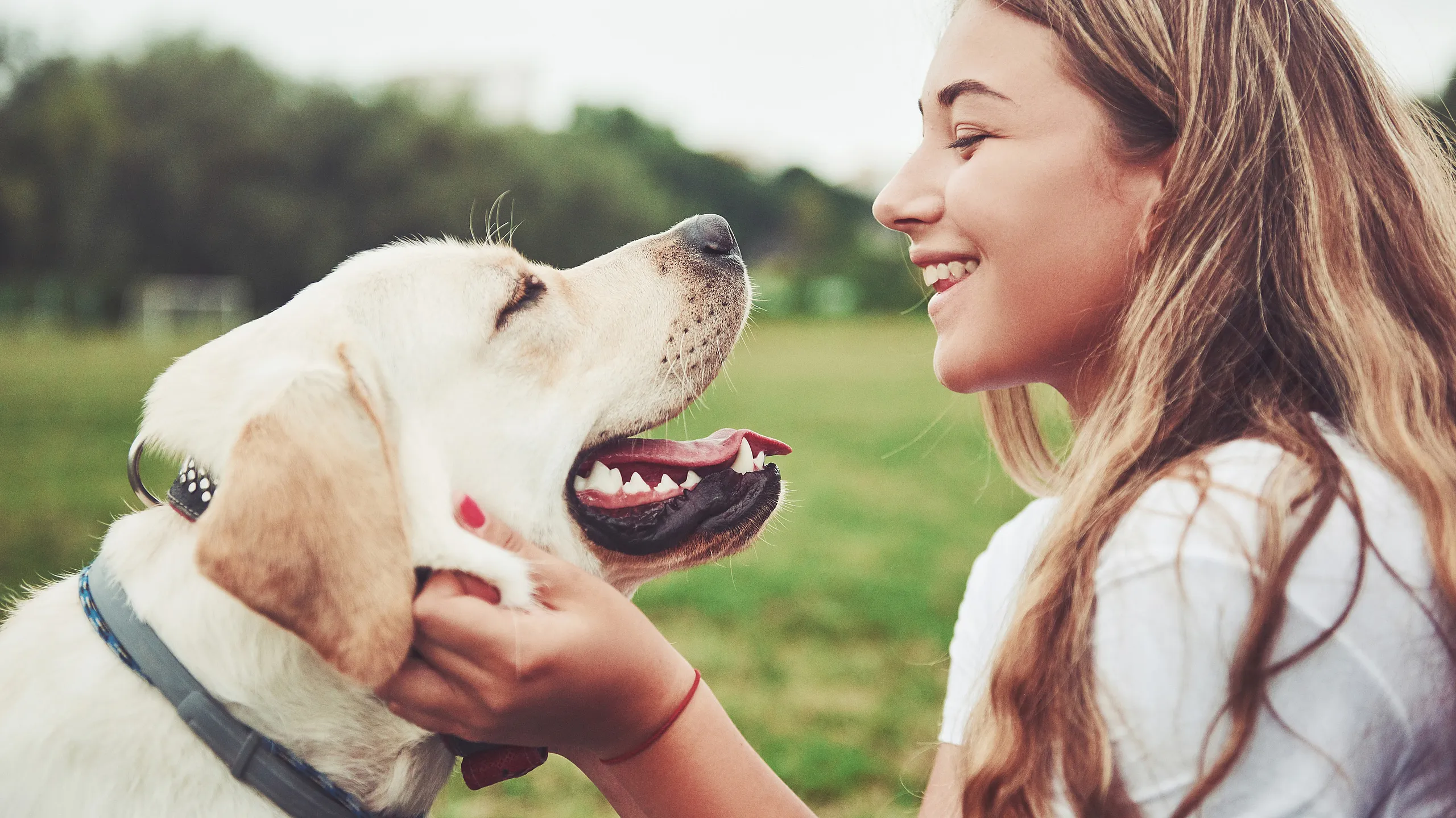 Happy young woman interacting with her Labrador in a lush green park.
