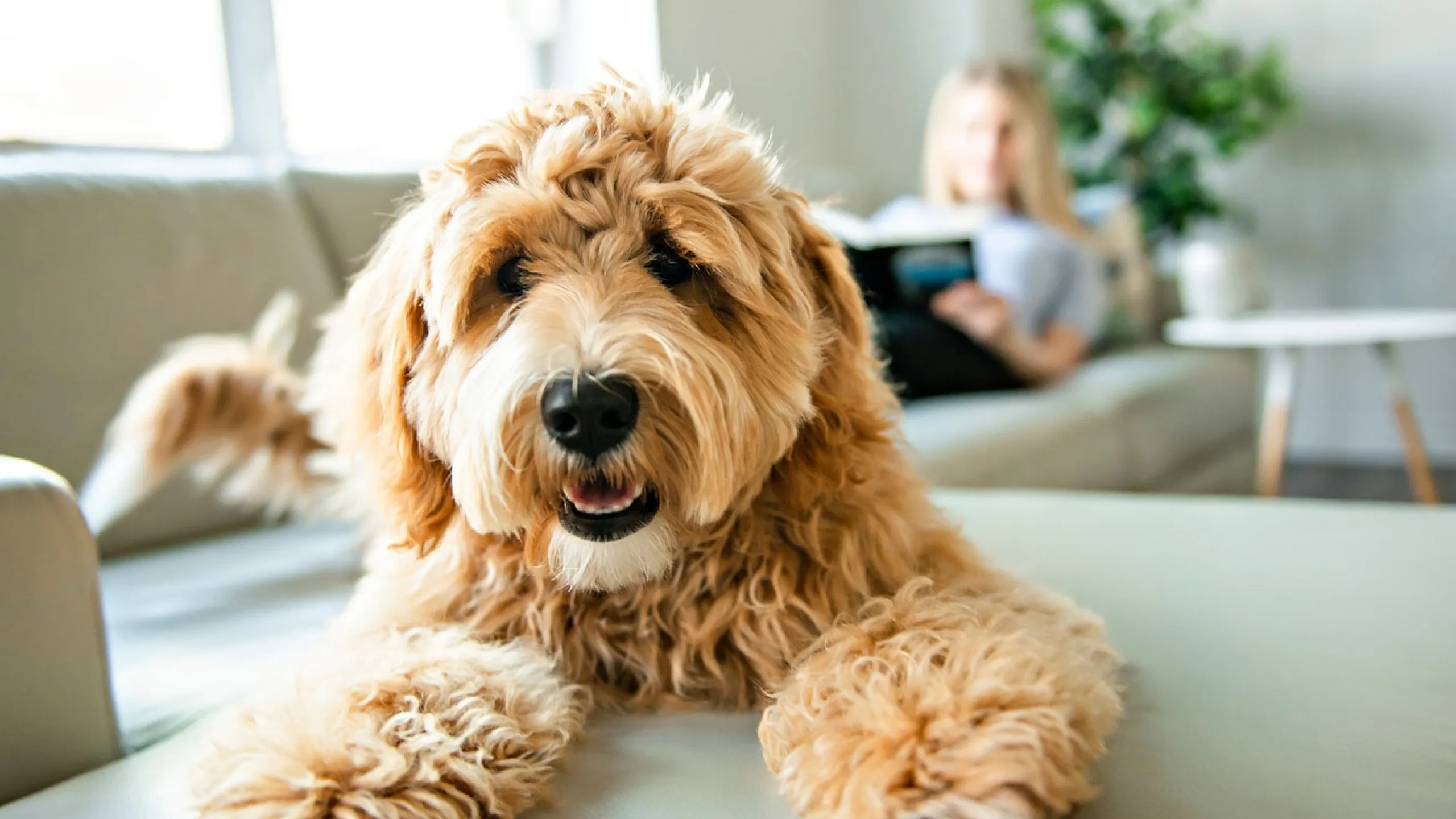 Bright, cozy living room with a fluffy dog joyfully lounging on a comfy couch and a person relaxing in the background.