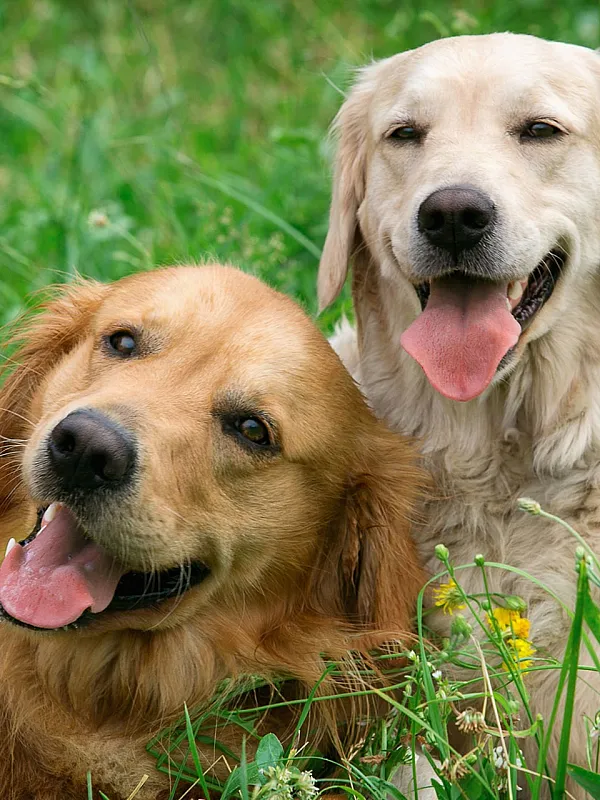 Two happy golden retrievers relaxing on a vibrant green field with wildflowers.