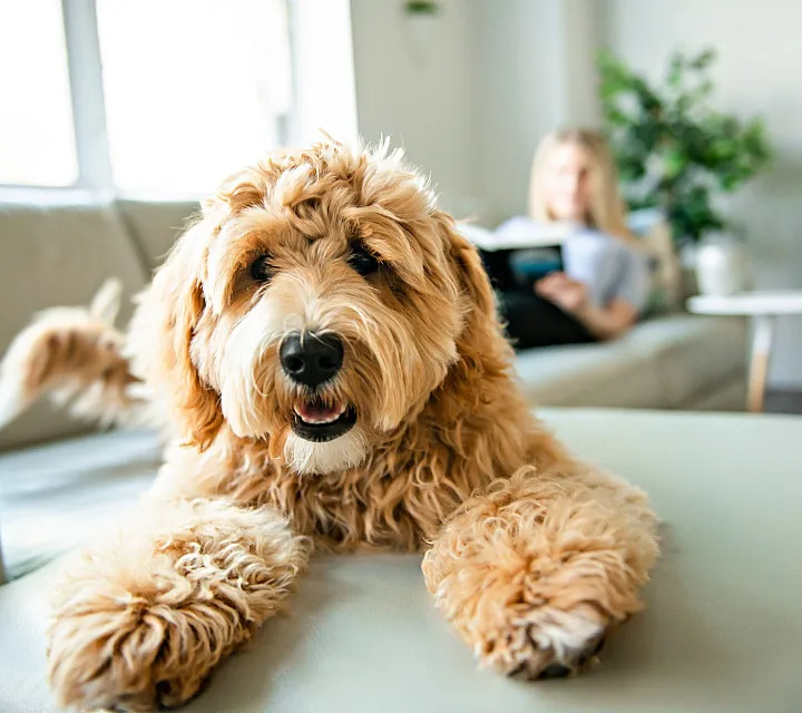 Inviting living room with a cozy, relaxed vibe, featuring a fluffy dog lounging on a stylish sofa, complemented by natural light and greenery.