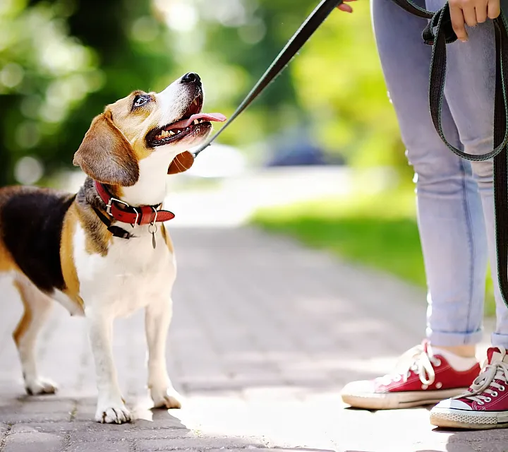 Charming beagle on a walk with owner on a sunny park path, showcasing companionship and joy.