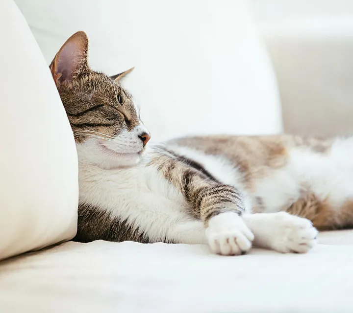 Cozy cat peacefully napping on a comfortable sofa, adding a warm and inviting touch to the living space.