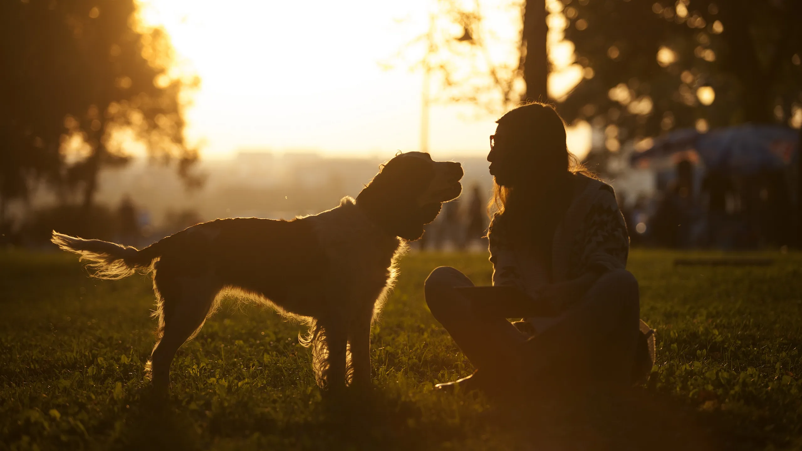 Serene sunset scene of a person sitting in a park with a dog, capturing a joyful and tranquil moment.