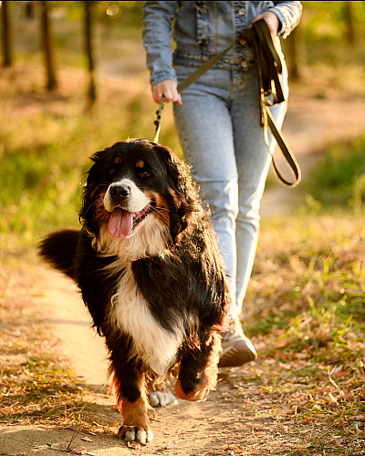 Charming outdoor scene with a person walking a happy, fluffy dog on a sunlit nature path.