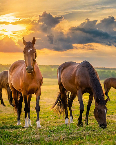 Serene pasture scene with horses grazing under a vibrant sunset sky, perfect for equestrian enthusiasts.