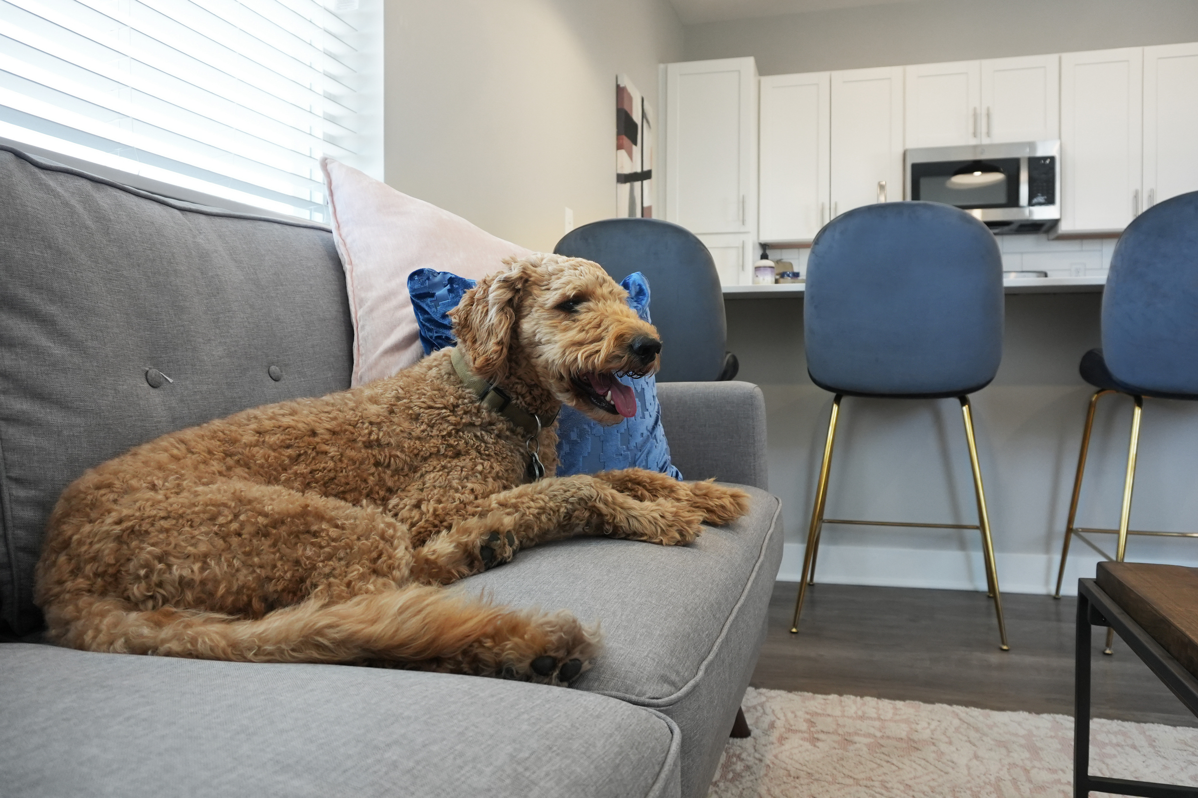 Pet Rent Included!