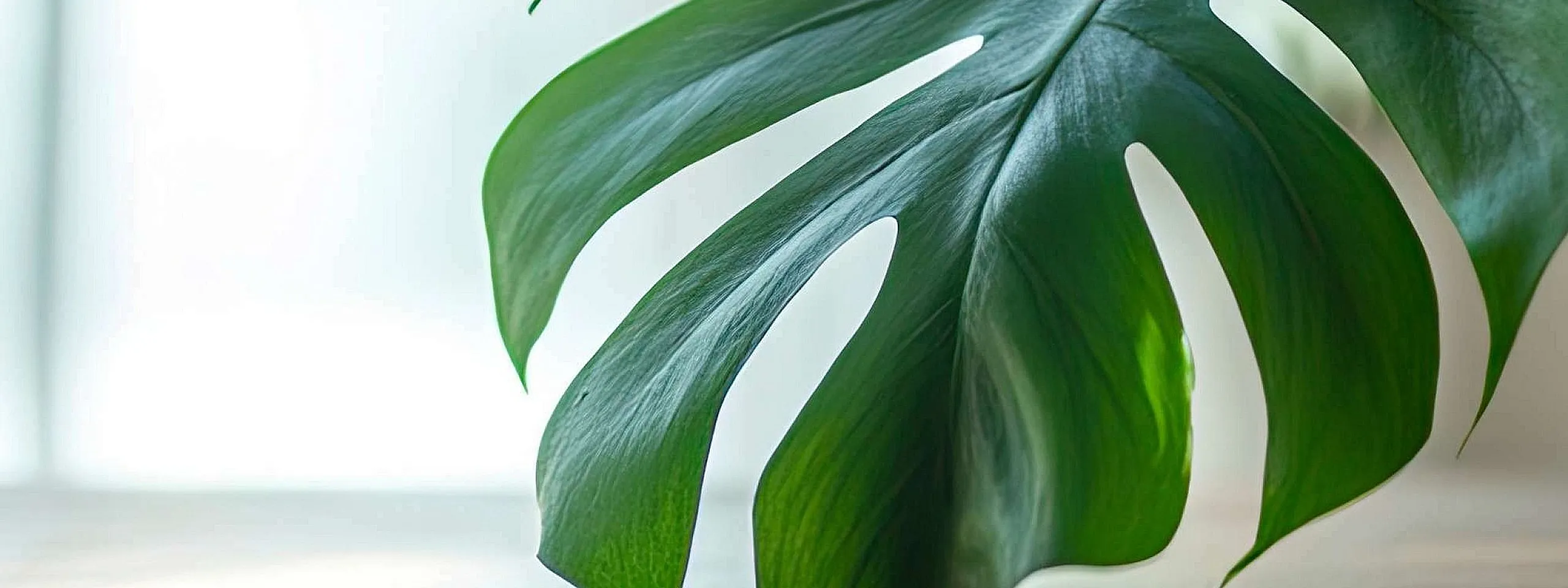 Sunlit room with a vibrant green monstera leaf on a wooden table, creating a serene and refreshing ambiance.