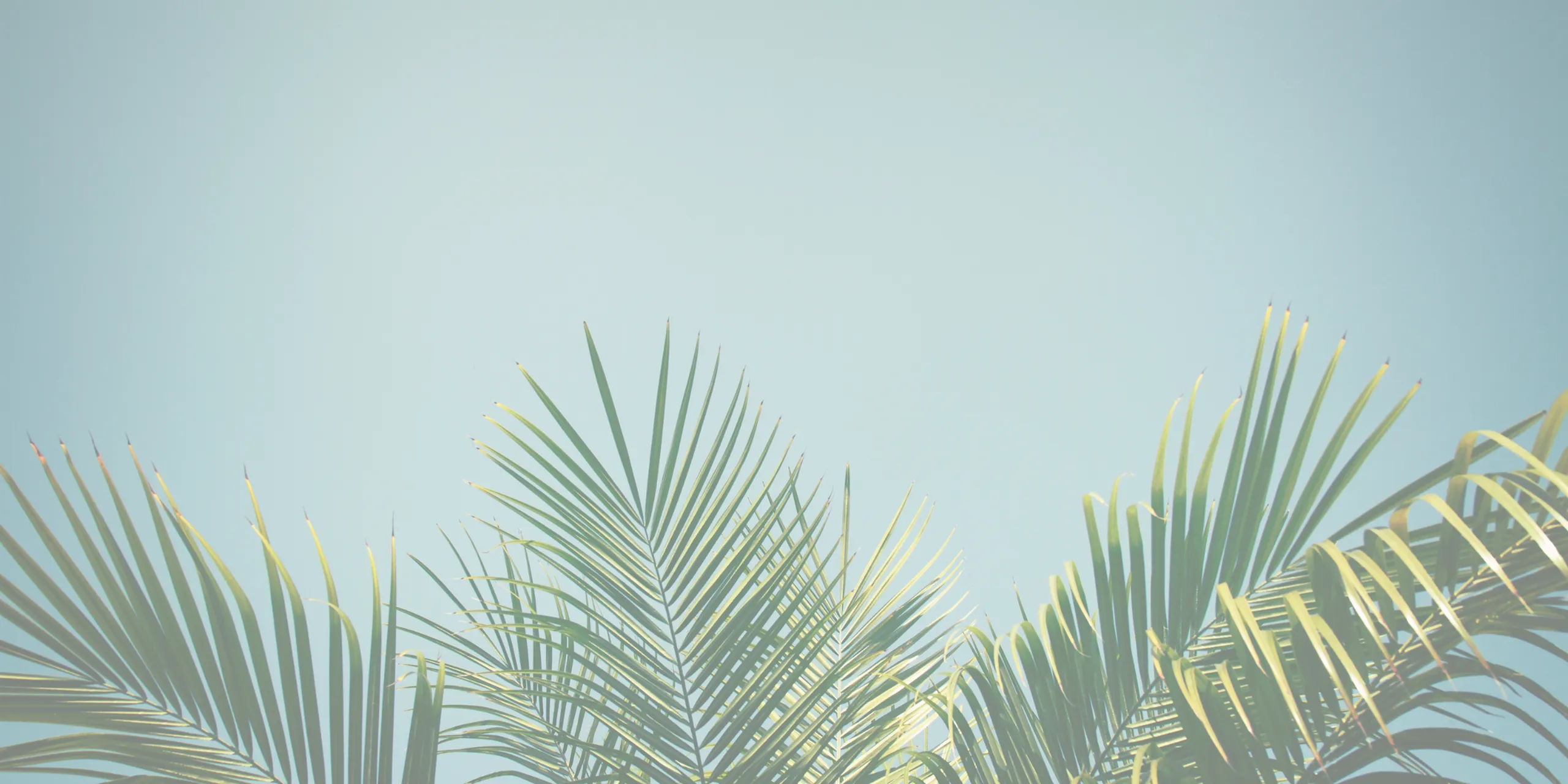 Elegant palm leaf shadows cast against a soft, light background creating a soothing, tropical ambiance.