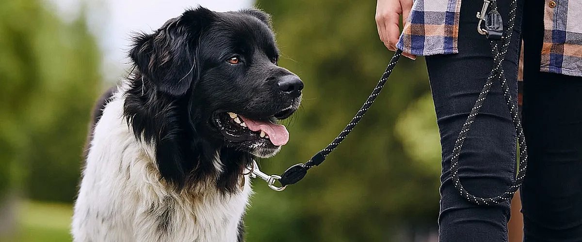 Charming fluffy dog on a walk with its owner in a lush, green park setting.