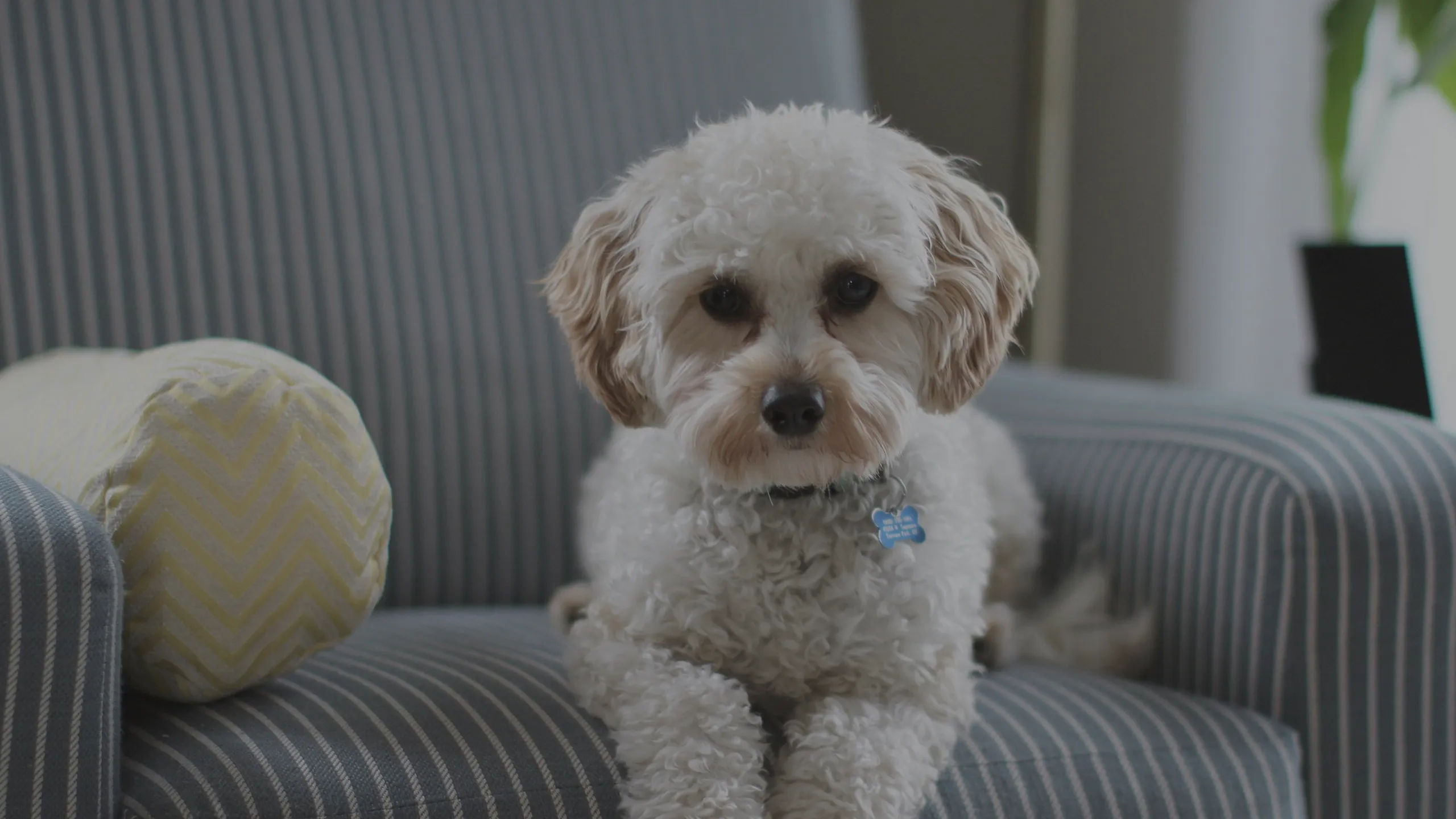 Charming, cozy nook featuring a fluffy dog on a striped armchair, adding warmth and comfort to any living space.