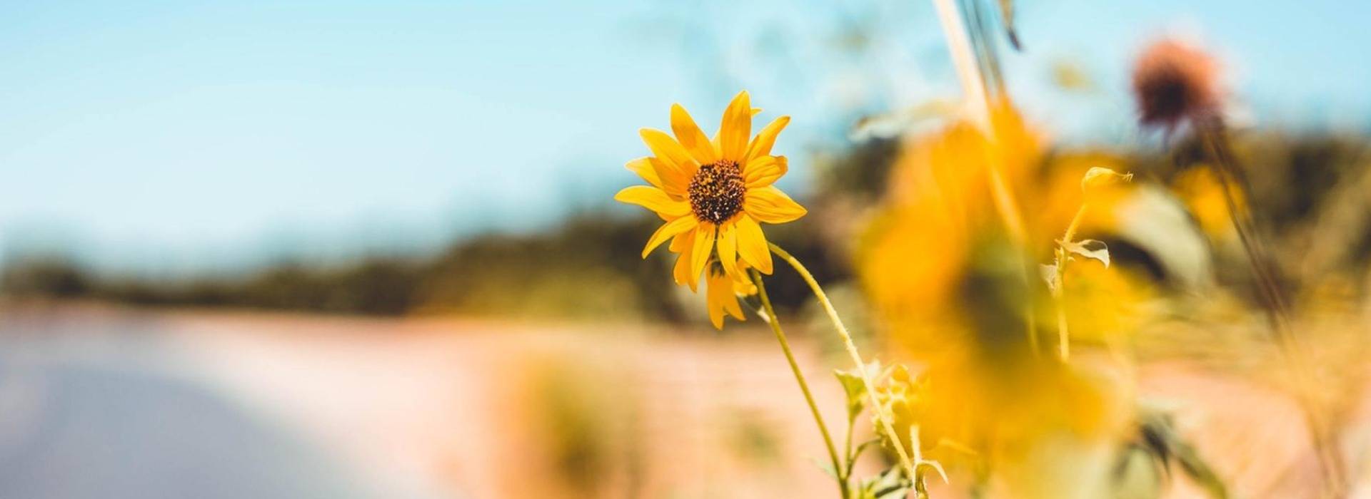 Yellow flowers on the coast of California