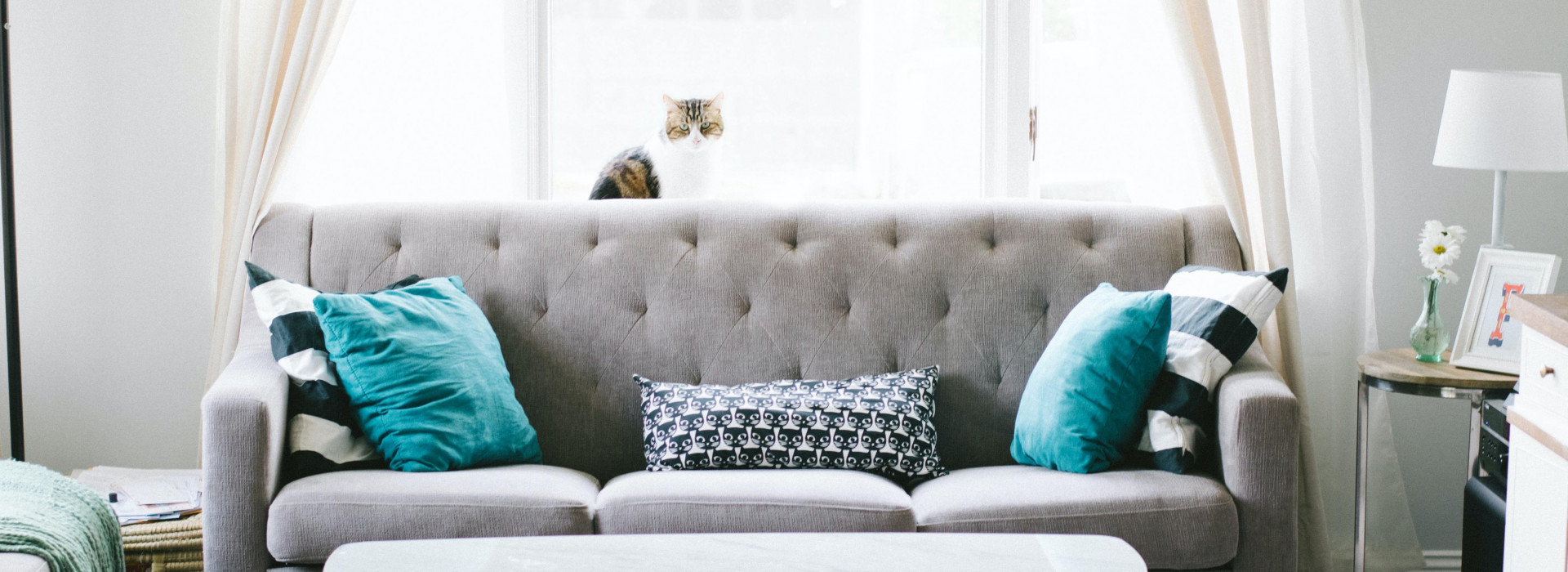 Livingroom with grey couch backed by window and billowing curtains and a cat lounging on comfortable pillows.