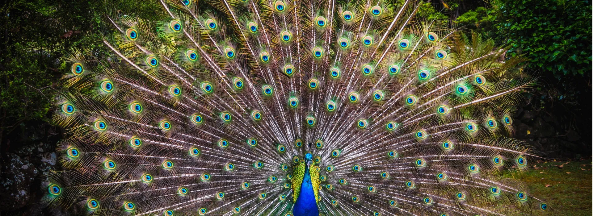 A peacock with his colorful feather spread out.