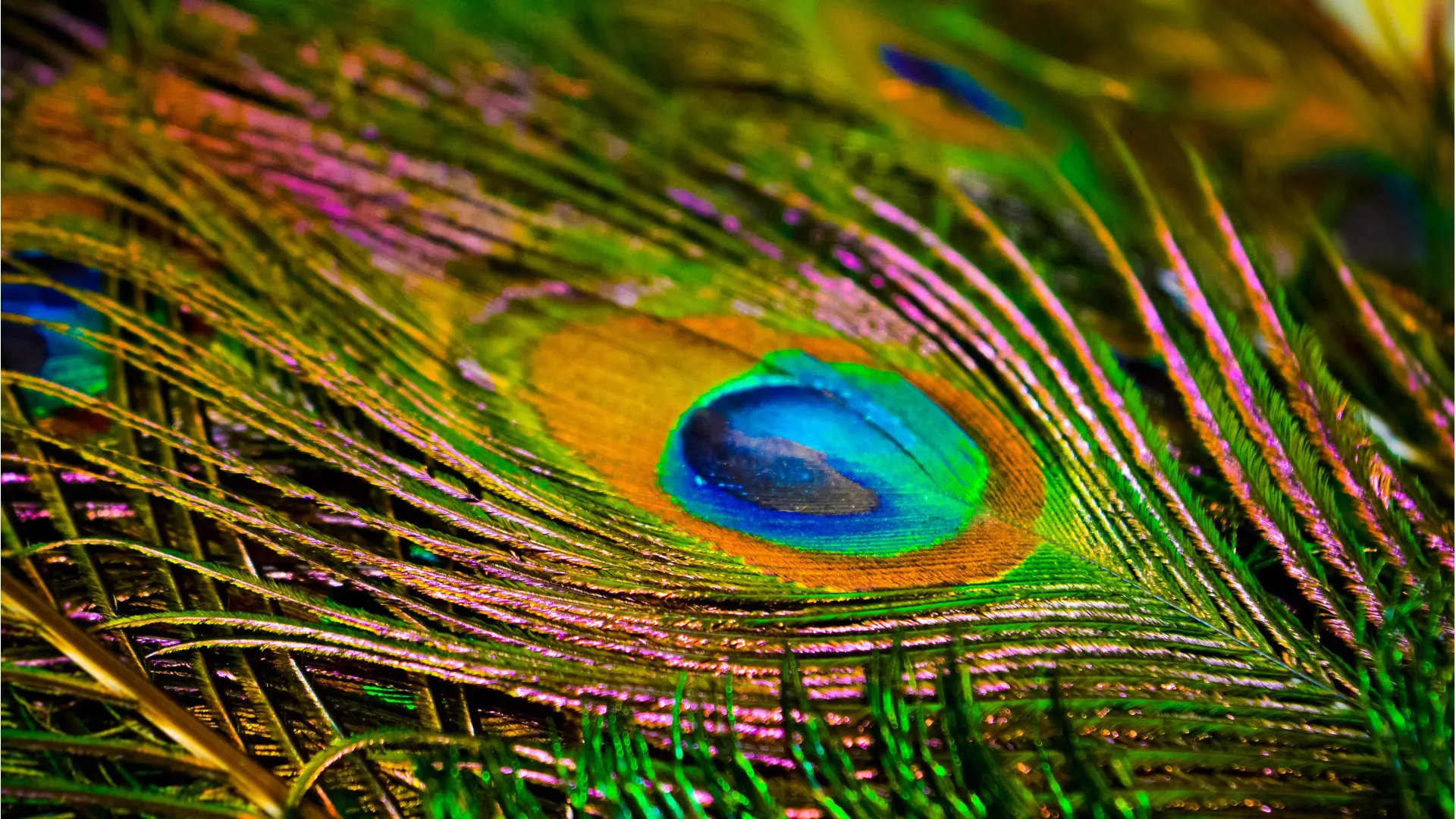 A brilliant peacock feather.