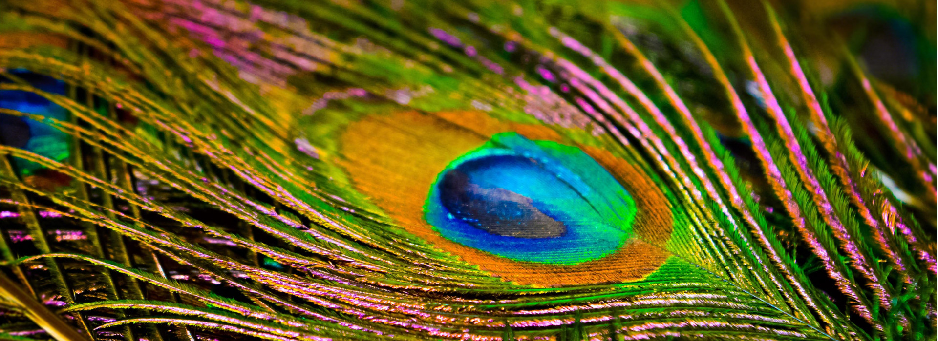 A brilliant peacock feather.