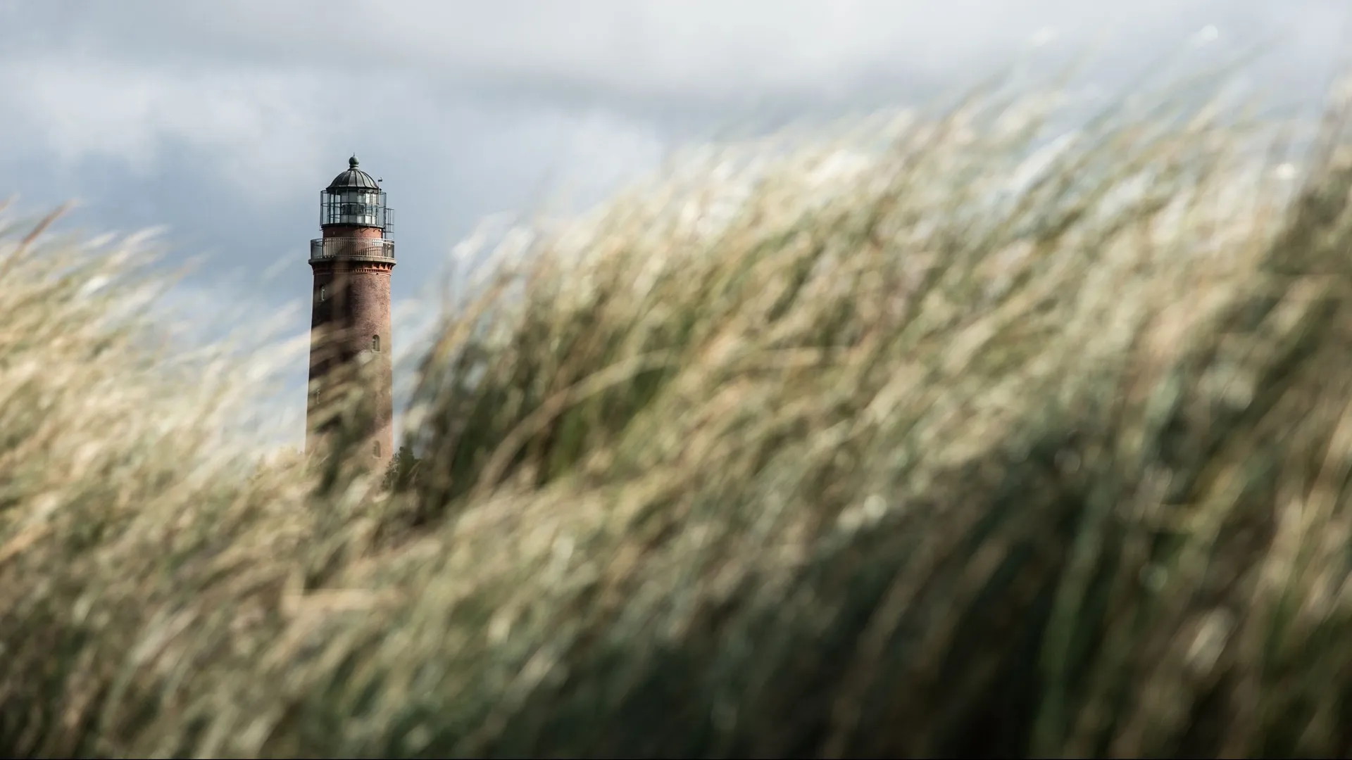lighthouse view through tall pampas grass