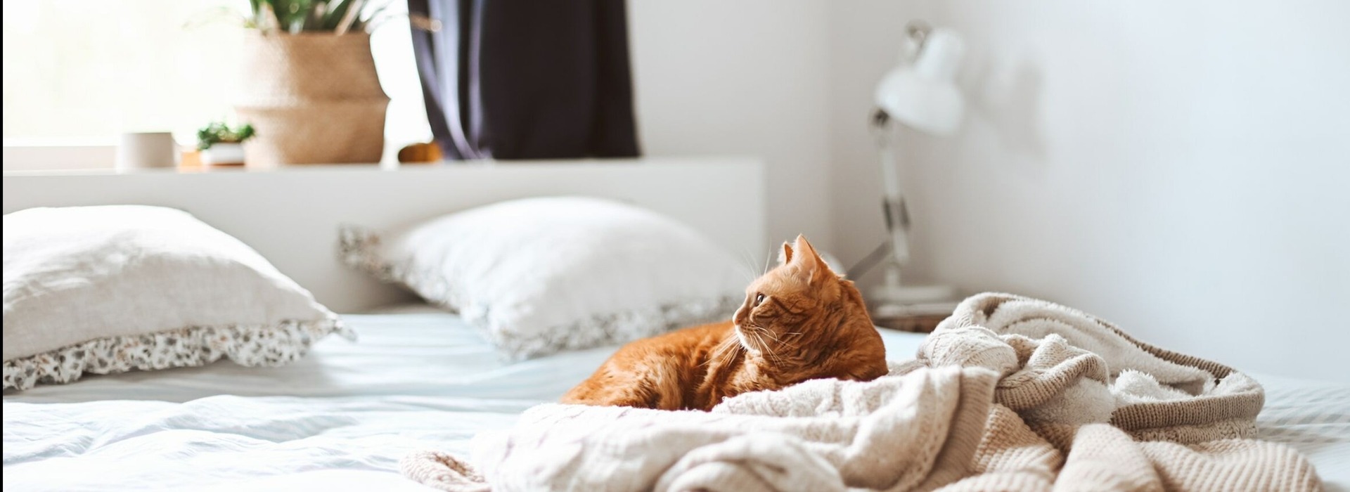 Cat sitting on bed