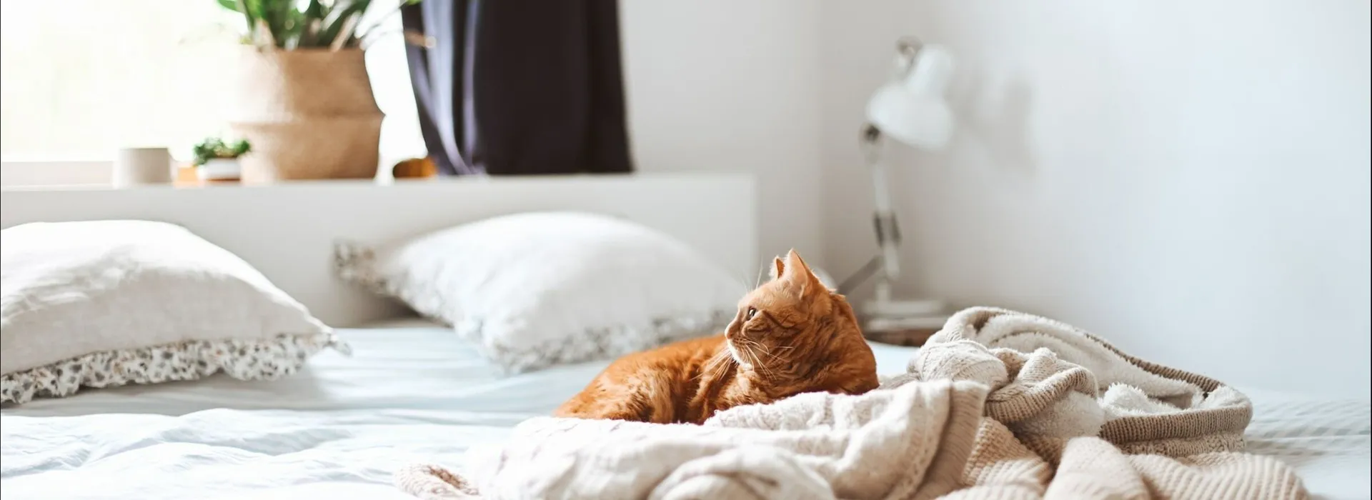 Cat sitting on bed