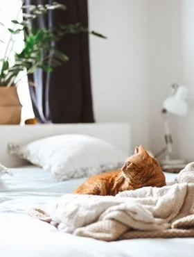 Cat lying on bed