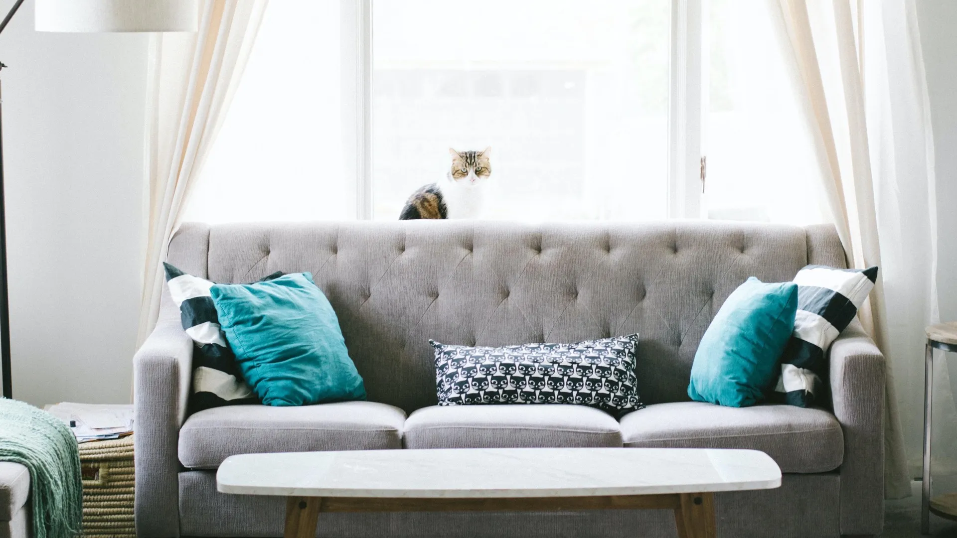 grey couch, blue accent pillows, adult cat behind couch infront of window