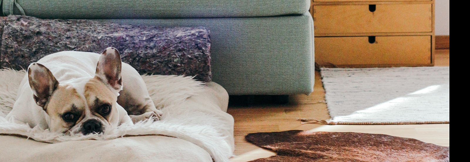 french bulldog laying on dogbed infront of green gray couch