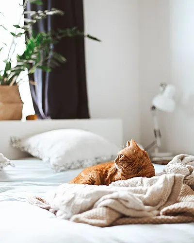 Cat sitting on bed
