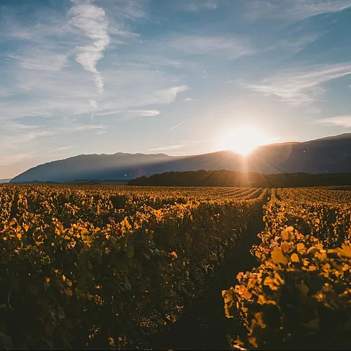 wine country sunset