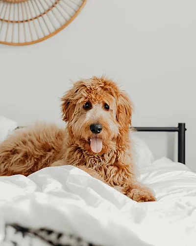 Small dog on a bed