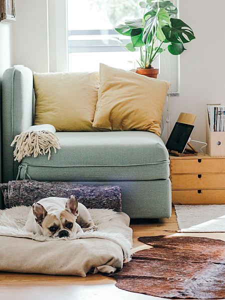 A blue couch with yellow throw pillows, a small plant on the window, and a white dog lounging on a dog bed.